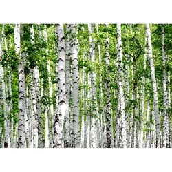 D9-MO2251-40F-Birch Tree 02